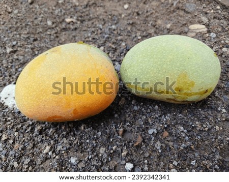 Fresh and beautiful mango fruit on land background. Mango fruit on land background. 
