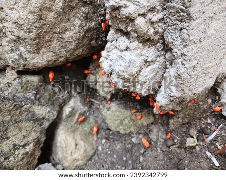 Red insects, insects with the scientific name Pyrrhocoridae. 
