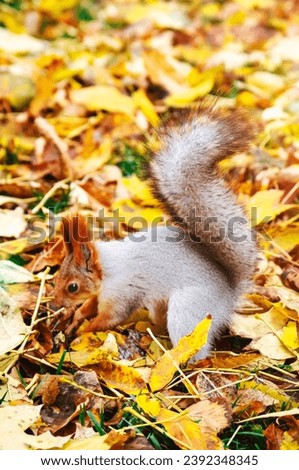 Squirrel in the autumn park. Red gray squirrel portrait close up