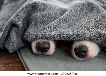 Two Australian Shepherd dogs hid under a blanket. The animals stuck their two noses out from under the blanket. The concept of lifestyle, dog care, winter comfort and relaxation. Royalty-Free Stock Photo #2392350981