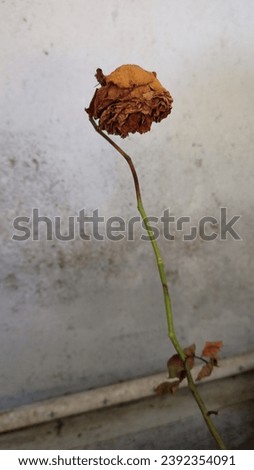 a rose with wilted leaves