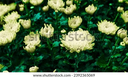 colorful flowers and leaves, big-petaled roses, small-petal flowers, oval-shaped petals, green leaves of various sizes larger than a hand
