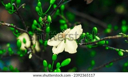 colorful flowers and leaves, big-petaled roses, small-petal flowers, oval-shaped petals, green leaves of various sizes larger than a hand
