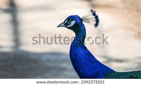 Portrait of a Beautiful Colorful Peacock, HD Bird Wallpaper