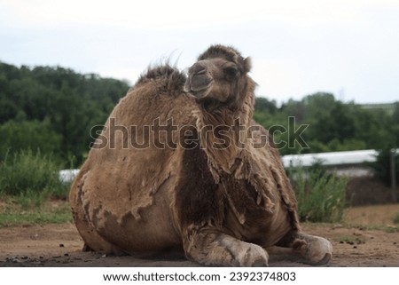 CAMEL ROYALITY FREE PHOTOS PICTURE ANIMALS NATURE 