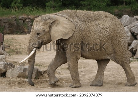 ELEPHANT ROYALITY FREE PHOTOS PICTURE ANIMALS NATURE 