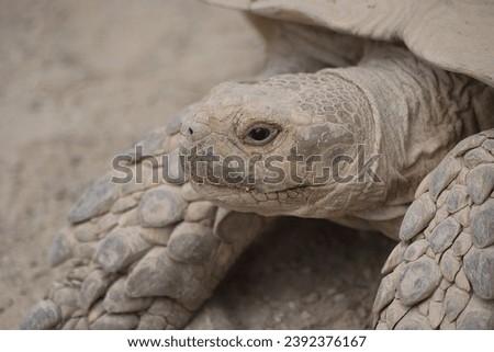 TURTLE ROYALITY FREE PHOTOS PICTURE ANIMALS NATURE 