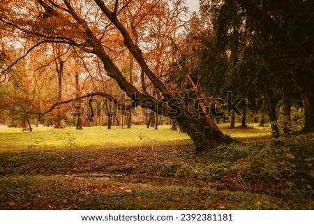 Leaning tree in park in autumn during foliage period
