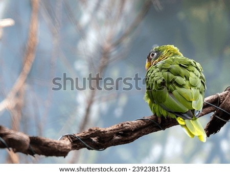 Capture the vibrant beauty of the Yellow-billed Amazon Parrot (Amazona collaria) in its native habitat.  Royalty-Free Stock Photo #2392381751
