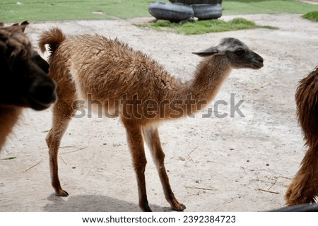A cute and friendly brown young llama cria in Peru. 