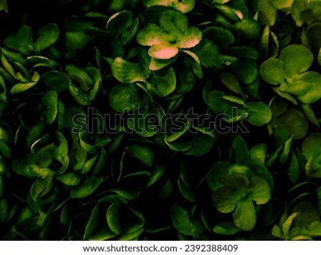 Beautiful abstract green flowers on black background, yellow flower frame, green leaves texture, green background, dark theme, green leaves texture, flowers for Christmas and Valentine celebrations