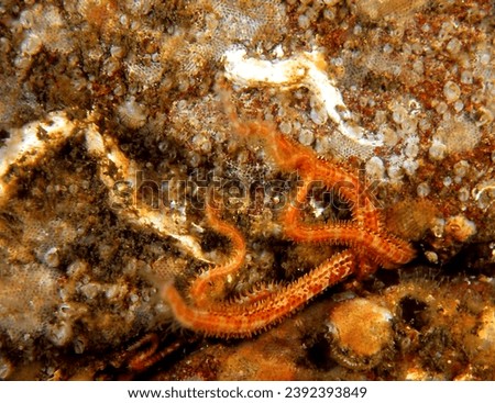 close up of crevice brittle star (also known as a daisy or mottled brittle star) with its twisted arms extending from crevice in  reef wall Royalty-Free Stock Photo #2392393849