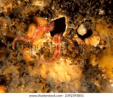 close up of crevice brittle star (also known as a daisy or mottled brittle star) with its twisted arms extending from crevice in  reef wall Royalty-Free Stock Photo #2392393851