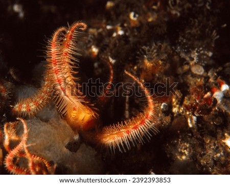 close up of crevice brittle star (also known as a daisy or mottled brittle star) with its twisted arms extending from crevice in  reef wall Royalty-Free Stock Photo #2392393853