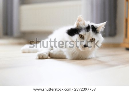 Portrait of a Turkish Angora Cat at home