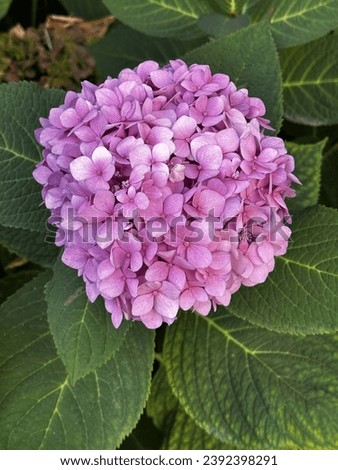 purple hydrangea flower close up