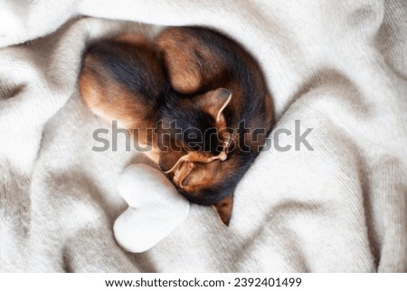 Two little red kittens sleeping on a warm knitted blanket with soft plush heart. Concept of love, St. Valentines day, sweet dreams, good morning concept. Selective focus.