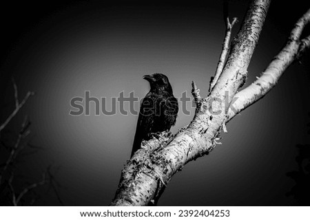 Raven sitting on a tree branch in black and white