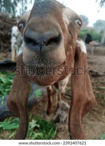 This is a picture of a beautiful brown colour goat