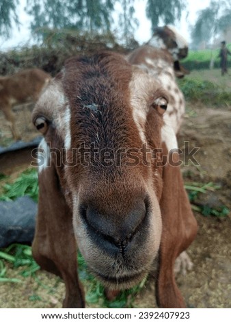 This is a picture of a beautiful goat in village