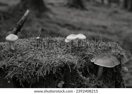 In the morning I searched for mushrooms which was successful. I discovered different mushrooms. which I photographed him black white.