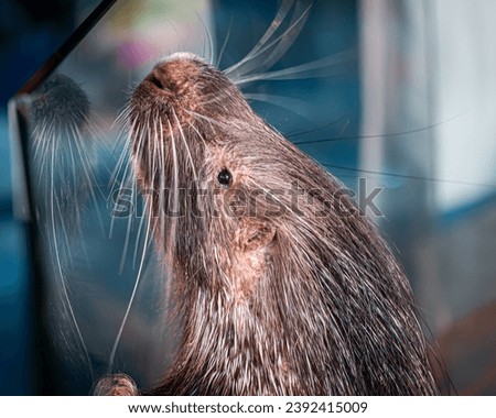 Cape porcupine close-up capture, Jeddah Saudi Arabia, Nov 13, 2023. Cape porcupines are the largest rodents in Africa and also the world's largest porcupines.