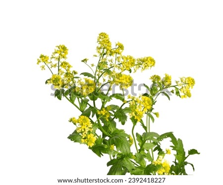 Mustard plant flowering isolated on white background. Wild mustard flowers. Royalty-Free Stock Photo #2392418227