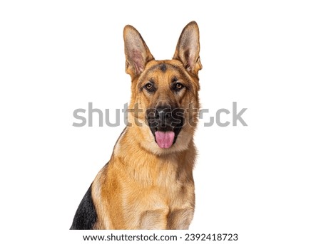 head shot of a German shepherd panting and looking at the camera, isolated on white Royalty-Free Stock Photo #2392418723