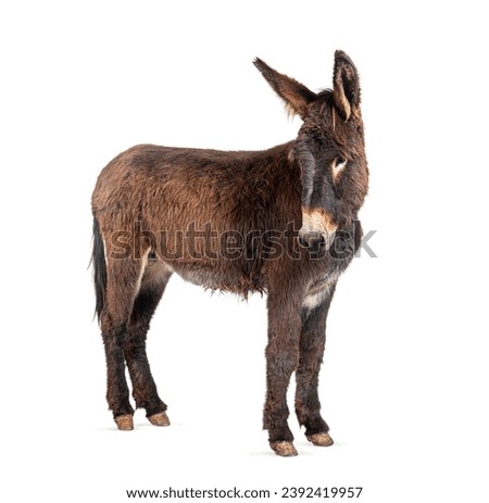 Side view of a Martina Franca donkey, isolated on white Royalty-Free Stock Photo #2392419957