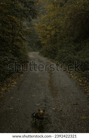 Autumn rainy forests, Slovakia, Europe