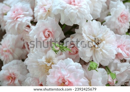 Soft focus pink roses in perfect bloom background, a bouquet of roses, pink rose petals, beautiful flowers.