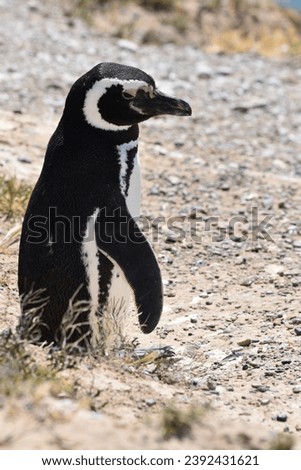 Experience the majesty of a Magellanic penguin on the Valdes Peninsula. The bird’s black and white plumage blends with the coastal surroundings, creating an iconic image of wildlife in Patagonia.