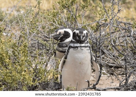 Experience the majesty of a Magellanic penguin on the Valdes Peninsula. The bird’s black and white plumage blends with the coastal surroundings, creating an iconic image of wildlife in Patagonia.