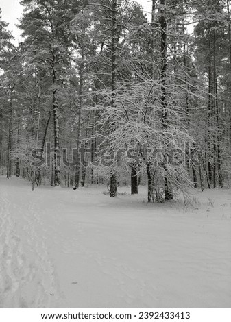 Snow covered pine forest. Winter beauty.