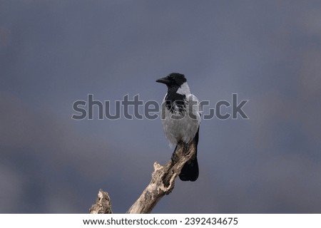Hooded crow in Rhodope mountains. Scald crow in the rockies mountains during winter. Crow with gray belly and black head. 