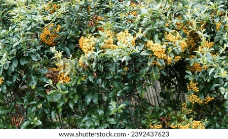 Pyracantha coccinea - Scarlet firethorn or red firethorn. Ornamental hedge shrub with spiny twisting branches producing red and orange small berries and opposite, oval thooted leaves Royalty-Free Stock Photo #2392437623