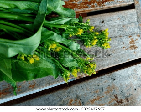 vegetable, garden, plant park leaf park grass flower weed natural wood background beautiful picture Thailand,dill,cumin,bok choy, food, lettuce, Chinese cabbage 