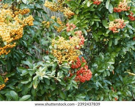 Scarlet firethorn or red firethorn (Pyracantha coccinea) cultivated as ornamental bushy shrub with its bright orange and red berries on spiny branches bearing a slightly toothed foliage Royalty-Free Stock Photo #2392437839