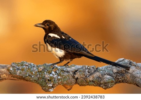 Crow. Eurasian Magpie. Orange nature background. Bird: Eurasian Magpie. Pica pica.