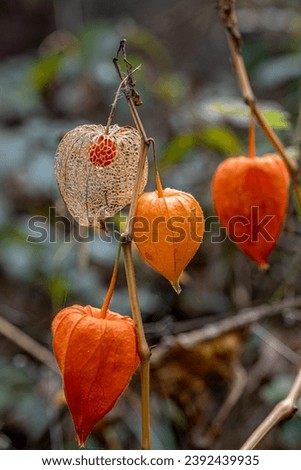 Physalis alkekengi - orange lanterns of physalis alkekengi among green leaves. physalis alkekengi close-up. Exotic fruit on branch. Chinese lantern, ground berry. Royalty-Free Stock Photo #2392439935