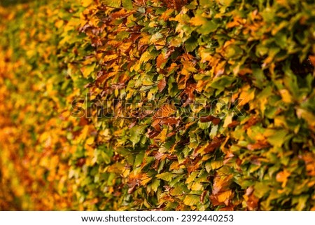 Selective focus along a hornbeam hedge in fall with leaves in green, yellow and orange