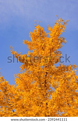 Bright yellow orange leaves from a ginko tree in fall against blue sky