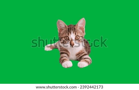 Unleash your creativity with our cat green screen photos. These high-quality images feature adorable feline companions against a green screen backdrop.