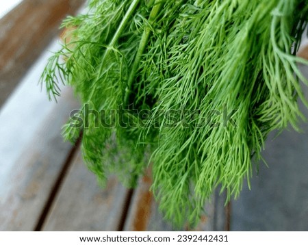 vegetable, garden, plant park leaf park grass flower weed natural wood background beautiful picture Thailand,dill,cumin,bok choy, food, lettuce, Chinese cabbage 
