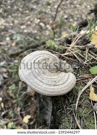 A gray saprophyte mushroom Fomes fomentarius on an old stump in an autumn forest Royalty-Free Stock Photo #2392446297