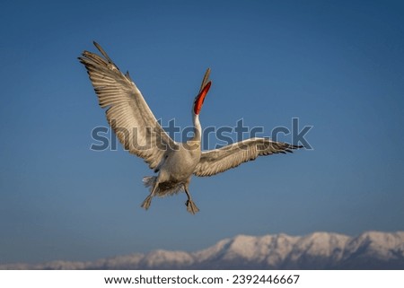 Pelican flies opening bill near snow-capped mountains Royalty-Free Stock Photo #2392446667