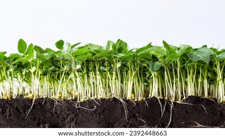 ROOTS WITH LEAVES OF FRESH SOY. GERMINATED SOYBEAN SPROUTS IN THE SOIL Royalty-Free Stock Photo #2392448663