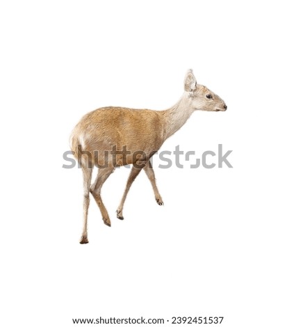 deer on a white background.