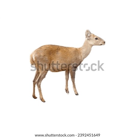 a deer on a white background.