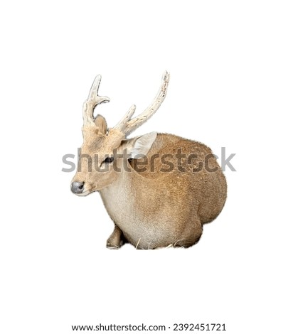 a deer with large antlers on a white background.